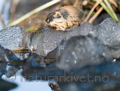 BB 11 0046 / Lemmus lemmus / Lemen